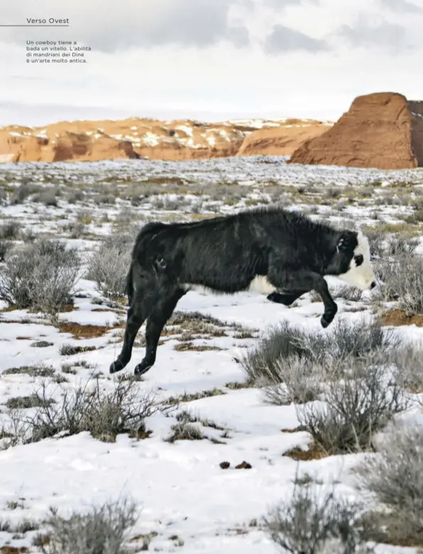  ??  ?? Un cowboy tiene a bada un vitello. L'abilità di mandriani dei Diné è un’arte molto antica.