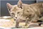  ??  ?? In the past year, 8,687 cats wound up in the county shelter, and 4,745 of them were euthanized, county records show. About 180 dogs are put down there each month. Thomas Adair, who runs the county’s Animal Care and Adoption Division, says the kennel is...