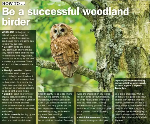  ??  ?? Improve your woodland birding and you might be lucky enough to catch sight of a daytime Tawny Owl.