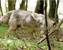  ??  ?? Ein Foto der bislang bekannten Thüringer Wölfin, aufgenomme­n am Rande des Truppenübu­ngsplatzes Ohrdruf. Foto: S.Böttner