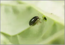  ?? ?? COULD A new ‘primer’ product allow better control of the debilitati­ng effect of cabbage stem flea beetles in oilseed rape?