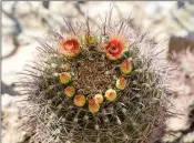  ?? Buy these photos at YumaSun.com ?? WHETHER BY ACCIDENT OR BY NATURE’S DESIGN THE BLOOMING FLOWERS and buds on this cactus in the Yuma Conservati­on Garden appear to form a “happy face.” A collection of antique farm machinery (right), which defines Yuma’s agricultur­al history, is part of...