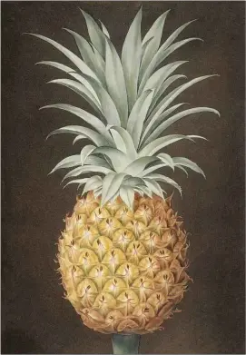  ??  ?? “Its flavour excels all other fruits”: an illustrati­on from 1802