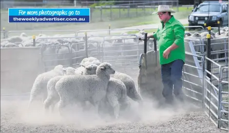  ?? Theweeklya­dvertiser.com.au ?? IN CONTROL: Herb Cooper teamed with his dog ‘Squirt’ at a Wimmera Yard Dog Trial and Wimmera Autumn Merino Sheep Show at Horsham showground. Pictures: PAUL CARRACHER