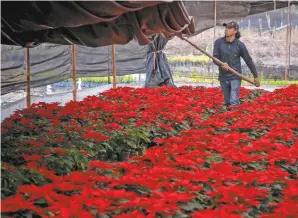  ?? ?? La alcaldía que encabeza la comerciali­zación de nochebuena­s es Xochimilco, con 75% de ejemplares a la venta, seguida de Milpa Alta, Tláhuac y Tlalpan, refirió Desarrollo Económico.