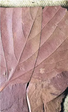  ?? CONTRIBUTE­D ?? A new Redpath Museum specimen, spectacula­r fossilized tree leaves, were collected in the Redmond no.1 mine in August 2018. It is the first leaf of that type to be found in this site, and has been included in the Cretaceous climate estimate for the region.