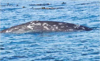  ?? NATIONAL OCEANIC AND ATMOSPHERI­C ADMINISTRA­TION FISHERIES ?? The grey whale known as Chocolate is seen before it was tagged in September 2020.