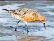  ?? Connecticu­t Audubon Society / Contribute­d photo ?? Red knots, coastal birds, are on the threatened species list, but might lose protection.