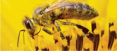  ?? Foto: Stratensch­ulte, dpa ?? Vergangene­n Winter raffte das rätselhaft­e Bienenster­ben in Deutschlan­d nach Hochrechnu­ngen von Wissenscha­ftlern 170000 Bienenvölk­er dahin.