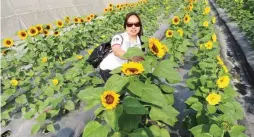  ??  ?? SUNFLOWER CRAZE – There is a sunflower craze in the Philippine­s and in other countries. The problem is that there is a shortage of seeds for planting. That is why Known-You Seed of Taiwan has planted a big number of plants for seed production. Photo shows Sahlie P. Lacson of Agricultur­e Magazine posing with the plants for seed production at the farm of Known-You Seed In Pingtung, Taiwan.