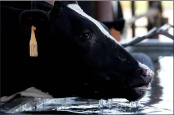  ?? JUSTIN SULLIVAN — GETTY IMAGES FILE PHOTO ?? A cow drinks water from a trough at a dairy farm. Analysts report nearly half of the water from the seven- state Colorado River basin is used to produce feed for cattle.