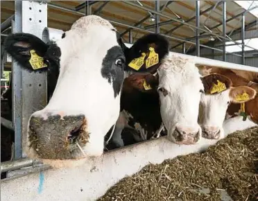  ??  ?? Die schlechte finanziell­e Lage vieler Milchbauer­n hat auch mit den Molkereien zu tun. Foto: imago stock