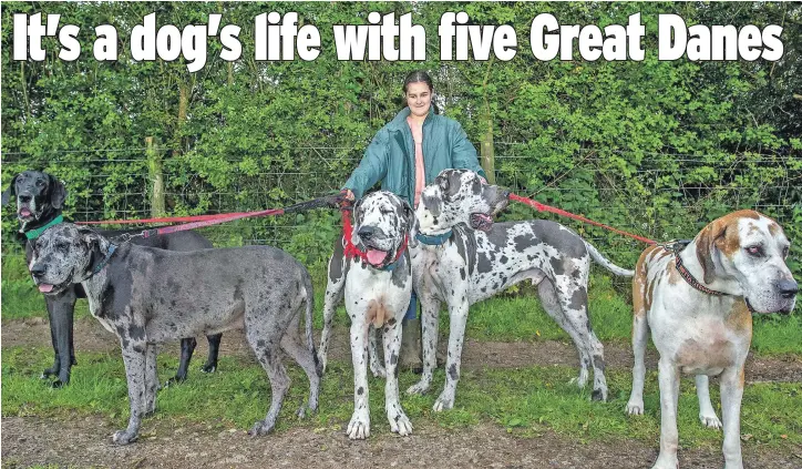  ?? Picture: LAURA DALE / CATERS, ANTHONY KELLY / ARCHANT ?? Great Dane lover Angela Atkins’ 14-year-old granddaugh­ter Shannon with the five-strong pack. The dogs’ combined weight is 55 stone and they cost £250 a month to feed and care for
