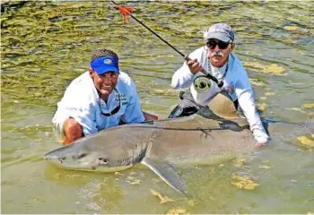  ??  ?? The female lemon shark becomes sexually mature between 15 and 17 years old and returns to her birthplace when carrying her young.