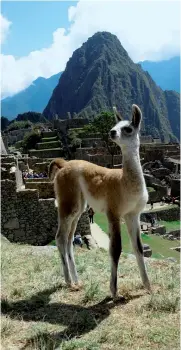  ??  ?? Siempre será motivador viajar hasta la ciudad inca de Machu Picchu. It will always be encouragin­g to travel to the Inca city of Machu Picchu.