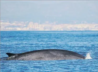  ?? LV ?? Las ballenas llegan al frente marítimo de Vilanova i la Geltrú atraídas por la concentrac­ión de alimento