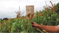  ?? Reuters file ?? ■ A scientist puts up a mark in a maize field at the Internatio­nal Maize and Wheat Improvemen­t Centre on Mexico’s outskirts.