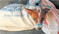  ??  ?? A captured puppy awaits slaughter in Indonesia.