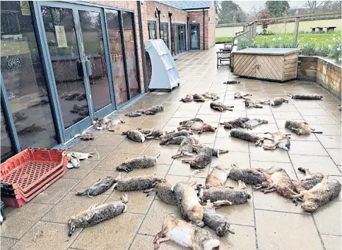  ?? ?? Sorry sight: the dead animals left outside the Broughton Community Shop