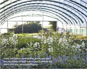  ??  ?? Gussy and Robert move all their plants and clean the polytunnel­s at least twice a year to remove any debris that may harbour pathogens.