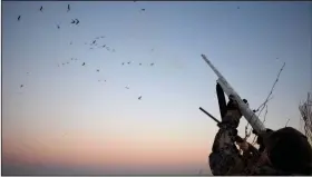  ?? (Arkansas Democrat-Gazette/Bryan Hendricks) ?? With geese landing in the decoys, the hunt master orders the gunners to shoot.