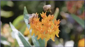  ?? PICTURES: SMITHSONIA­N GARDENS ?? Bees land on asclepias, or milkweed.