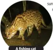  ?? ?? A fishing cat caught on camera.