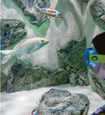  ?? Foto: Andreas Lode ?? Am Ende der Grotte des Erlebnisba­ds Titania gibt es das Aquarium mit den Koi Karpfen. Badbesuche­r Gabriel ist mit den Fischen abgetaucht. Man kann die Karpfen aber auch anschauen, ohne unter Wasser zu gehen.