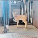  ?? FRANK KOROS SPECIAL TO THE WELLAND TRIBUNE ?? A fawn is seen inside Erie Muffler and Brake Shop when it opened Thursday in Port Colborne on Killaly Street East .