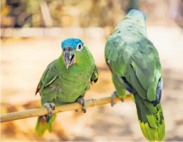  ?? ?? Los loros son de las especies más decomisada­s en Sinaloa