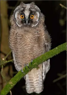  ??  ?? The long eared owl.