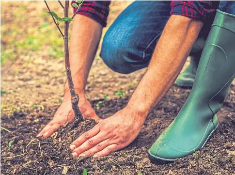  ??  ?? POSITIVES: Tree-planting can create a new income stream, provide shelter and address farmers’ carbon footprint.