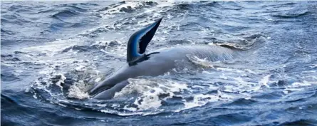  ?? AFP ?? Esta ballena piloto luchaba por liberarse del banco de arena donde estaba atrapada en Macquarie Harbour, en la costa occidental de la isla de Tasmania, Australia.