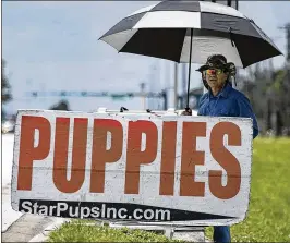  ?? ALLEN EYESTONE / THE PALM BEACH POST ?? A man holds an advertisin­g sign along 441 in Royal Palm Beach. The village has voted to enact a ban on retail dog and cat sales.