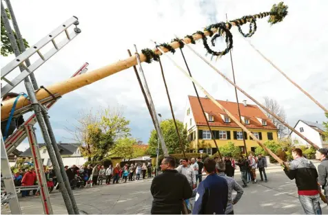  ?? Foto: Alexander Kaya (Archivbild) ?? Vor allem beim traditione­llen Aufstellen des Maibaums mit Scheren braucht es viele Hände. In den Landkreise­n Neu  Ulm und Günzburg wurden jetzt unterschie­dliche Rege   lungen dafür veröffentl­icht. Was gilt denn nun?