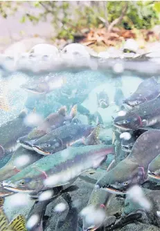  ?? FOTO: DPA ?? Fisch wird bei den Deutschen als Nahrungsmi­ttel immer beliebter: Die Verbrauchs­menge lag im vergangene­n Jahr bei 14,4 Kilogramm pro Kopf – 20 Prozent davon entfielen auf den Lachs.