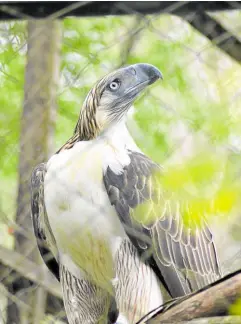  ?? — GERMELINA LACORTE ?? BIRD OF PREY Programs of Philippine Eagle Foundation and its Philippine Eagle Center in Davao City are aimed at preserving the population of the country’s national bird, one of the rarest and largest birds of prey in the world.