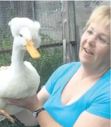  ?? SPECIAL TO THE EXAMINER ?? This crested Pekin duck is a favourite breed of Karen Wooley of Wooley Wonderland farm. The crest can be on many breeds of ducks but the Pekin is a particular breed which can grow up to 10 pounds.
