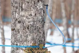  ?? SALTWIRE ?? Sap flows from a maple tree in Lake Paul, N.S., in this file photo.