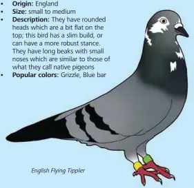  ??  ?? English Flying Tippler