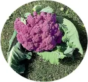  ?? ?? Purple cauliflowe­r