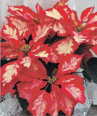  ?? NORMAN WINTER TNS ?? Ice Punch poinsettia dazzles with its variegated foliage.