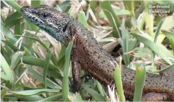  ??  ?? Blue-throated Keeled Lizard