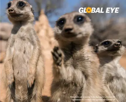  ??  ?? Meerkats at a zoo in Italy during a nationwide lockdown to control the spread of COVID-19