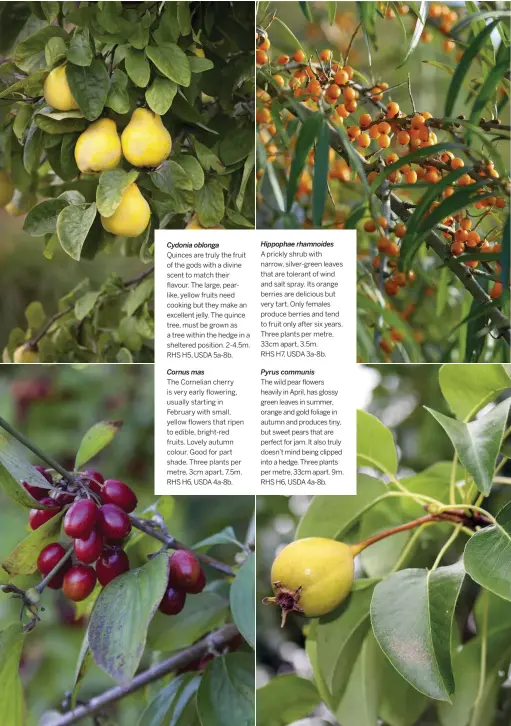  ??  ?? Cydonia oblonga
Quinces are truly the fruit of the gods with a divine scent to match their flavour. The large, pearlike, yellow fruits need cooking but they make an excellent jelly. The quince tree, must be grown as a tree within the hedge in a sheltered position. 2-4.5m. RHS H5, USDA 5a-8b.
Cornus mas
The Cornelian cherry is very early flowering, usually starting in February with small, yellow flowers that ripen to edible, bright-red fruits. Lovely autumn colour. Good for part shade. Three plants per metre, 3cm apart, 7.5m. RHS H6, USDA 4a-8b.
Hippophae rhamnoides
A prickly shrub with narrow, silver-green leaves that are tolerant of wind and salt spray. Its orange berries are delicious but very tart. Only females produce berries and tend to fruit only after six years. Three plants per metre, 33cm apart, 3.5m.
RHS H7, USDA 3a-8b.
Pyrus communis
The wild pear flowers heavily in April, has glossy green leaves in summer, orange and gold foliage in autumn and produces tiny, but sweet pears that are perfect for jam. It also truly doesn’t mind being clipped into a hedge. Three plants per metre, 33cm apart. 9m. RHS H6, USDA 4a-8b.