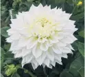  ??  ?? White magic . . . Ryecroft Ice is a large decorative dahlia popular with exhibitors.