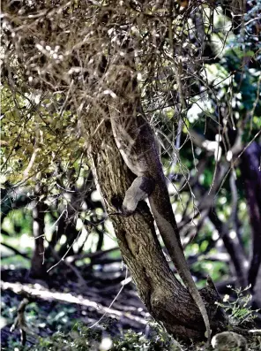  ??  ?? Until they are about two years old dragons spend most of their time in trees. Full grown dragons are considered too heavy to climb but (as you can see here) during the excitement of a hunt they are capable of chasing monkeys into the trees.