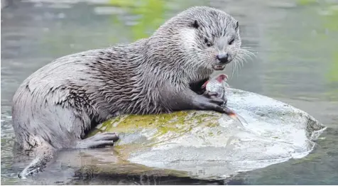  ?? Fotos: Ulrich Wagner ?? So ein Fisch schmeckt richtig lecker: Thelma und Luise sind die neuen Fischotter im Augsburger Zoo. Bis sich die Tiere an die Umgebung und die Pfleger gewöhnt haben, dauert es eine Weile.