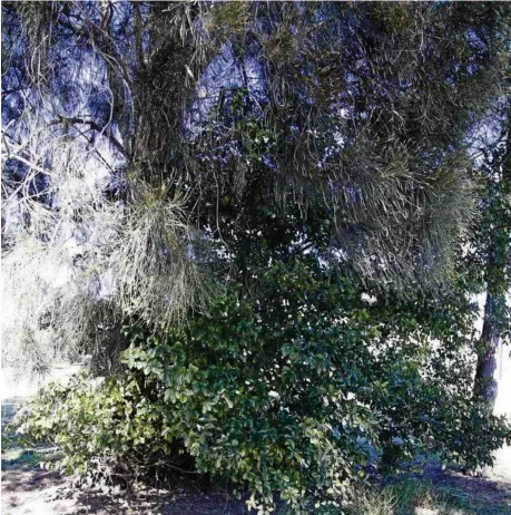  ?? PHOTOS: MIKE WELLS ?? WEED TREE: A celtis tree growing beneath the canopy of a local she-oak. It will eventually weaken and overcome any tree under which its seed germinates and grows.