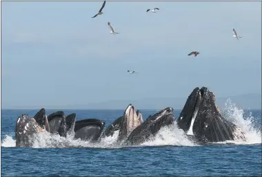  ?? COURTESY OF KATE SPENCER — FAST RAFT OCEAN SAFARIS ?? Eight humpback whales surge up through a dense school of anchovies as the little silver fish leap to get out of the way in Monterey Bay near Moss Landing on Oct. 2.